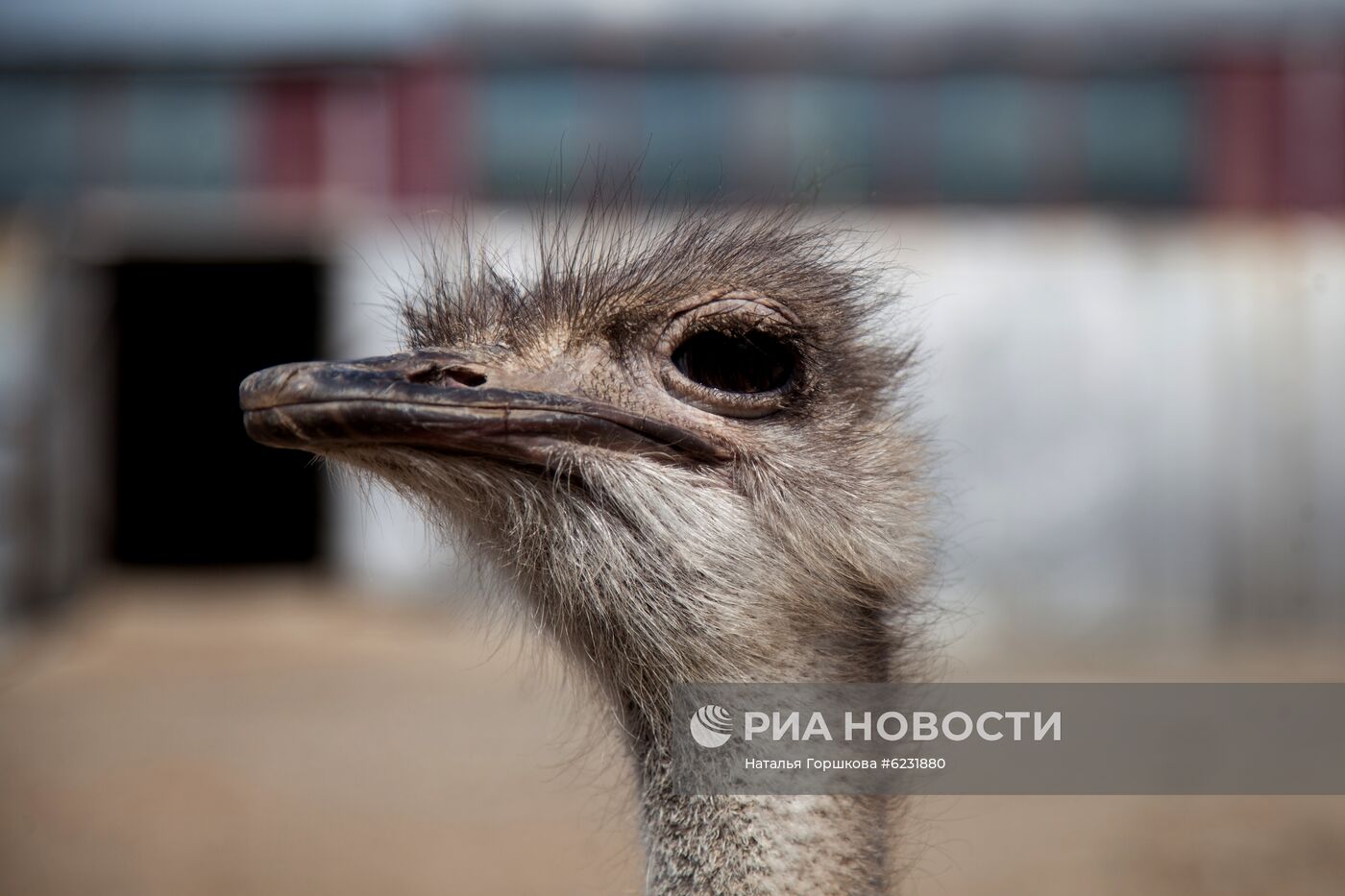 Работа фермы "Тюменский страус" в период пандемии коронавируса