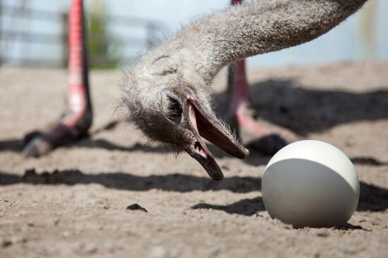 Работа фермы "Тюменский страус" в период пандемии коронавируса