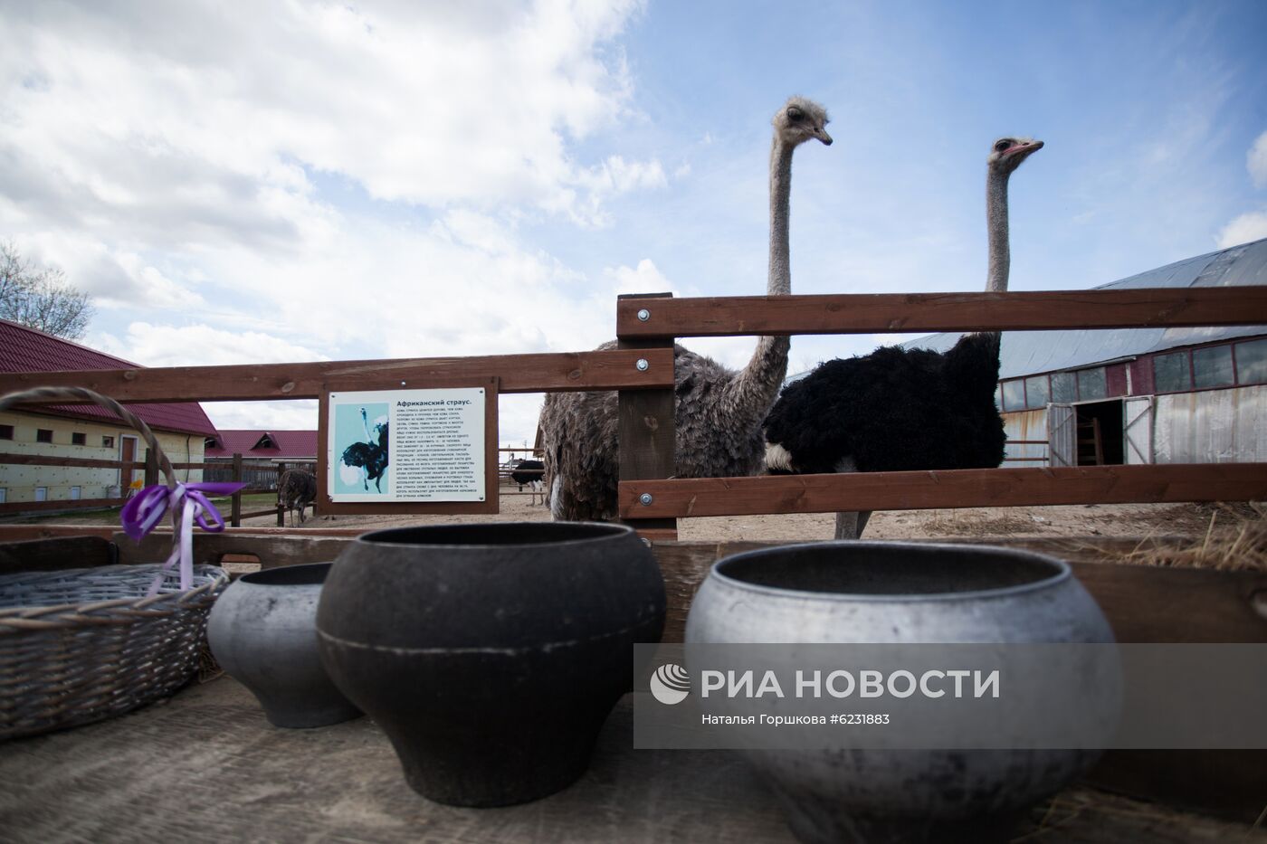 Работа фермы "Тюменский страус" в период пандемии коронавируса