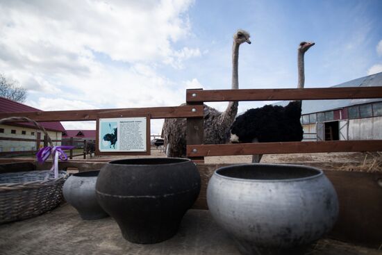 Работа фермы "Тюменский страус" в период пандемии коронавируса