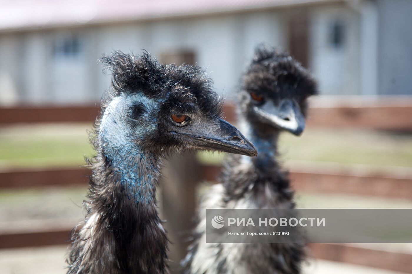 Работа фермы "Тюменский страус" в период пандемии коронавируса