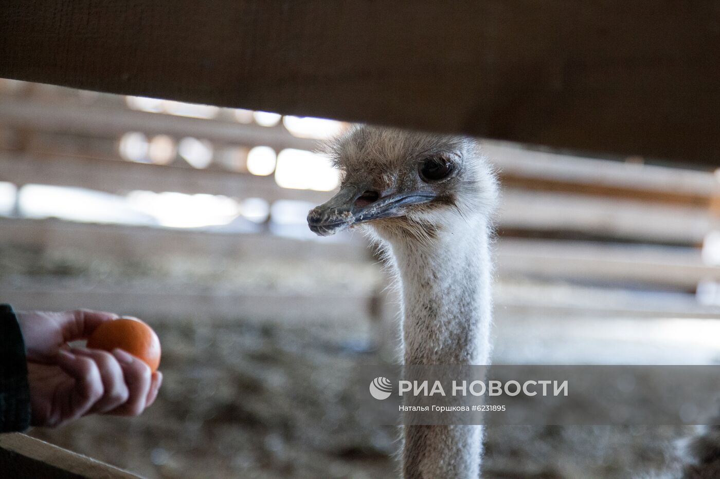 Работа фермы "Тюменский страус" в период пандемии коронавируса