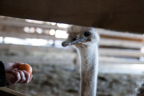 Работа фермы "Тюменский страус" в период пандемии коронавируса