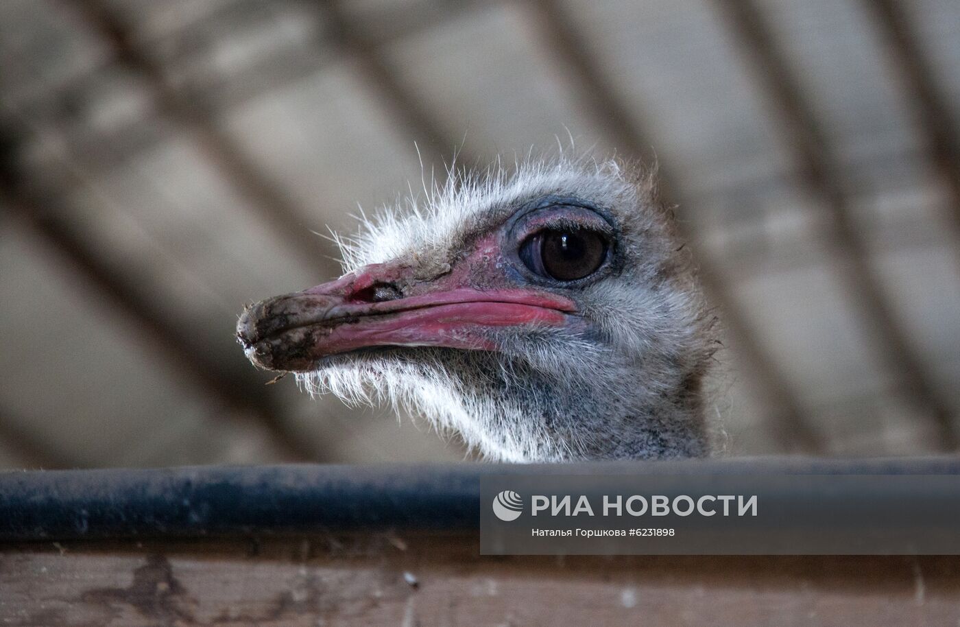 Работа фермы "Тюменский страус" в период пандемии коронавируса