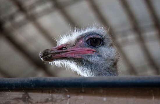 Работа фермы "Тюменский страус" в период пандемии коронавируса