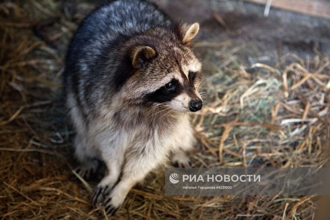 Работа фермы "Тюменский страус" в период пандемии коронавируса