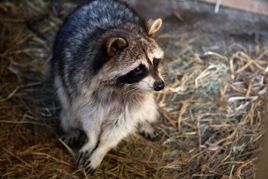 Работа фермы "Тюменский страус" в период пандемии коронавируса