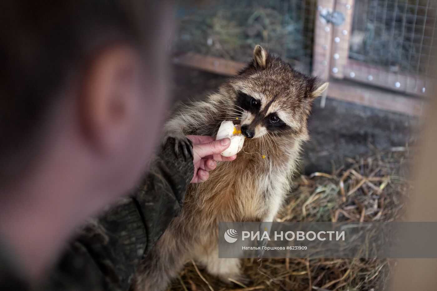 Работа фермы "Тюменский страус" в период пандемии коронавируса