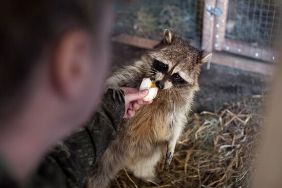 Работа фермы "Тюменский страус" в период пандемии коронавируса