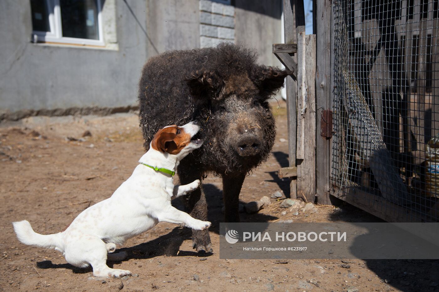 Работа фермы "Тюменский страус" в период пандемии коронавируса