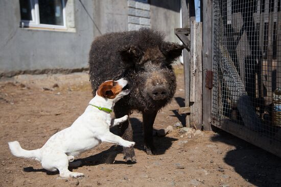 Работа фермы "Тюменский страус" в период пандемии коронавируса