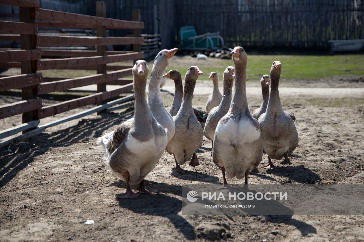 Работа фермы "Тюменский страус" в период пандемии коронавируса