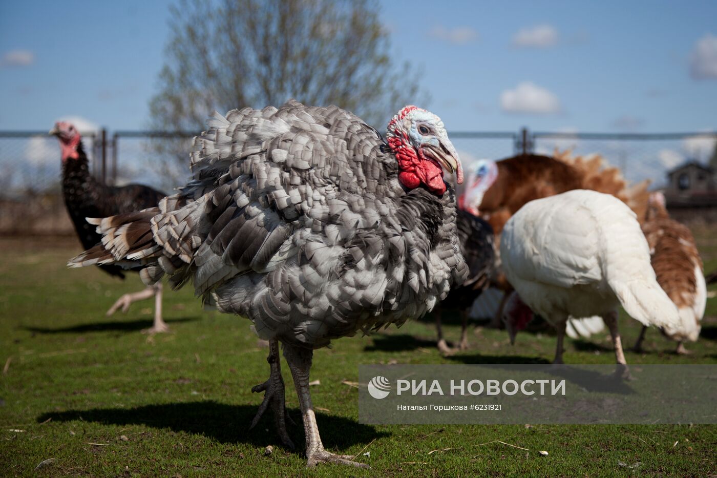 Работа фермы "Тюменский страус" в период пандемии коронавируса