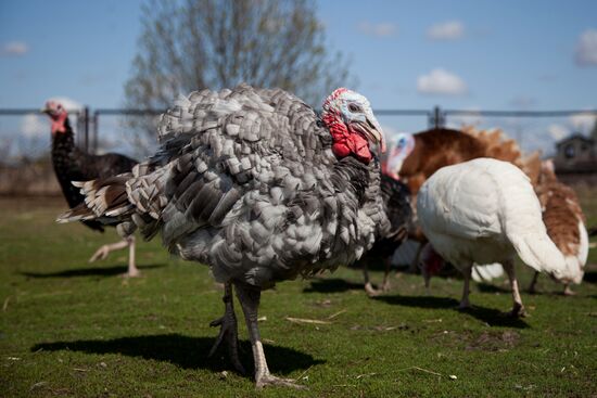 Работа фермы "Тюменский страус" в период пандемии коронавируса