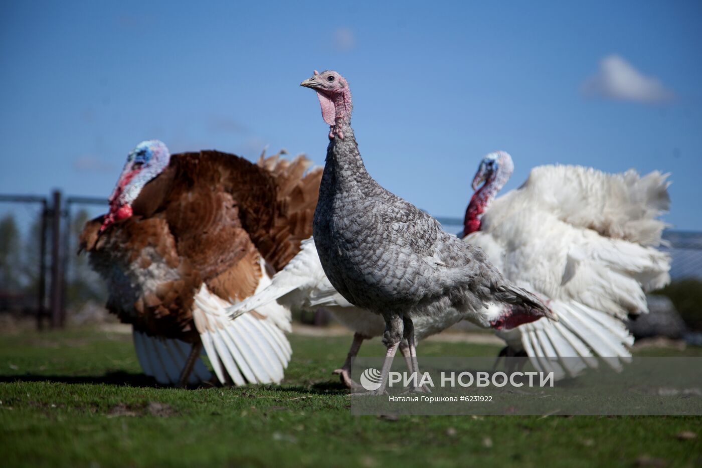 Работа фермы "Тюменский страус" в период пандемии коронавируса
