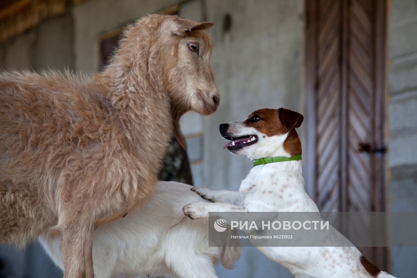 Работа фермы "Тюменский страус" в период пандемии коронавируса