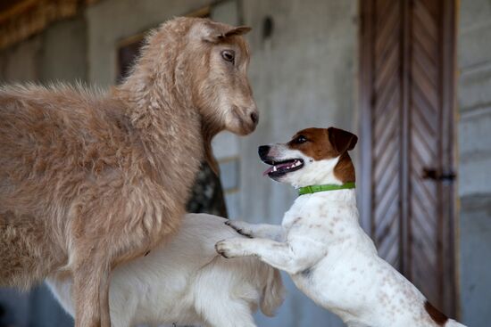 Работа фермы "Тюменский страус" в период пандемии коронавируса