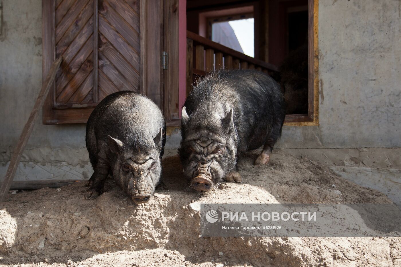 Работа фермы "Тюменский страус" в период пандемии коронавируса