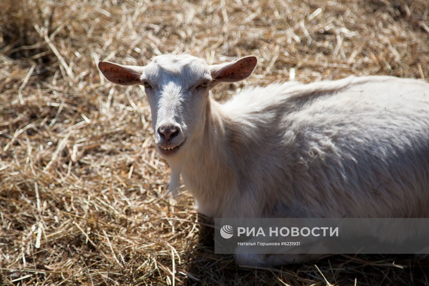 Работа фермы "Тюменский страус" в период пандемии коронавируса