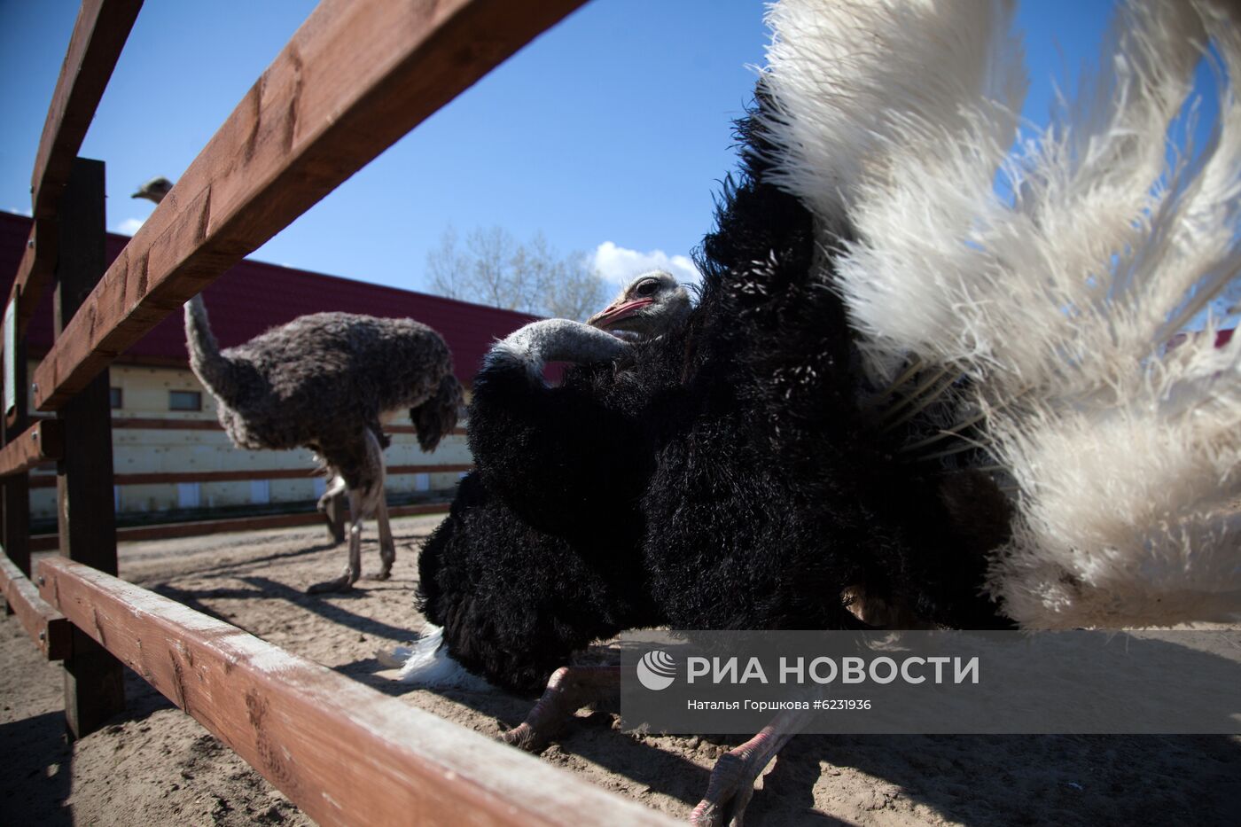 Работа фермы "Тюменский страус" в период пандемии коронавируса