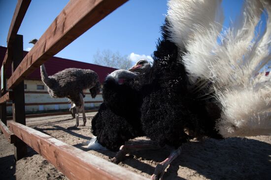 Работа фермы "Тюменский страус" в период пандемии коронавируса