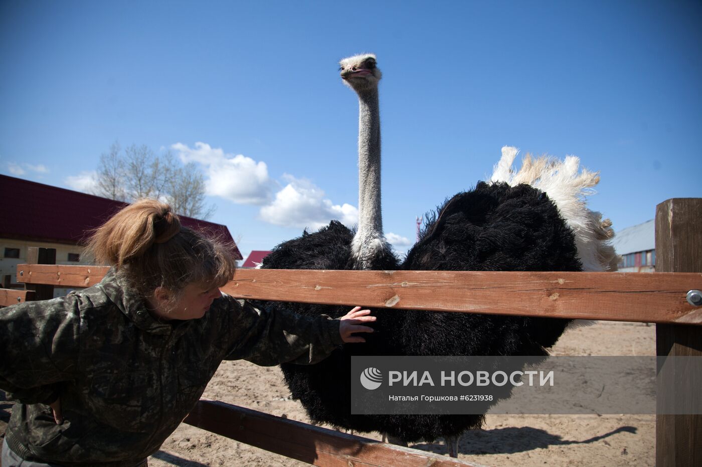 Работа фермы "Тюменский страус" в период пандемии коронавируса