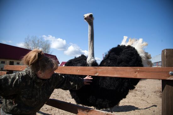 Работа фермы "Тюменский страус" в период пандемии коронавируса