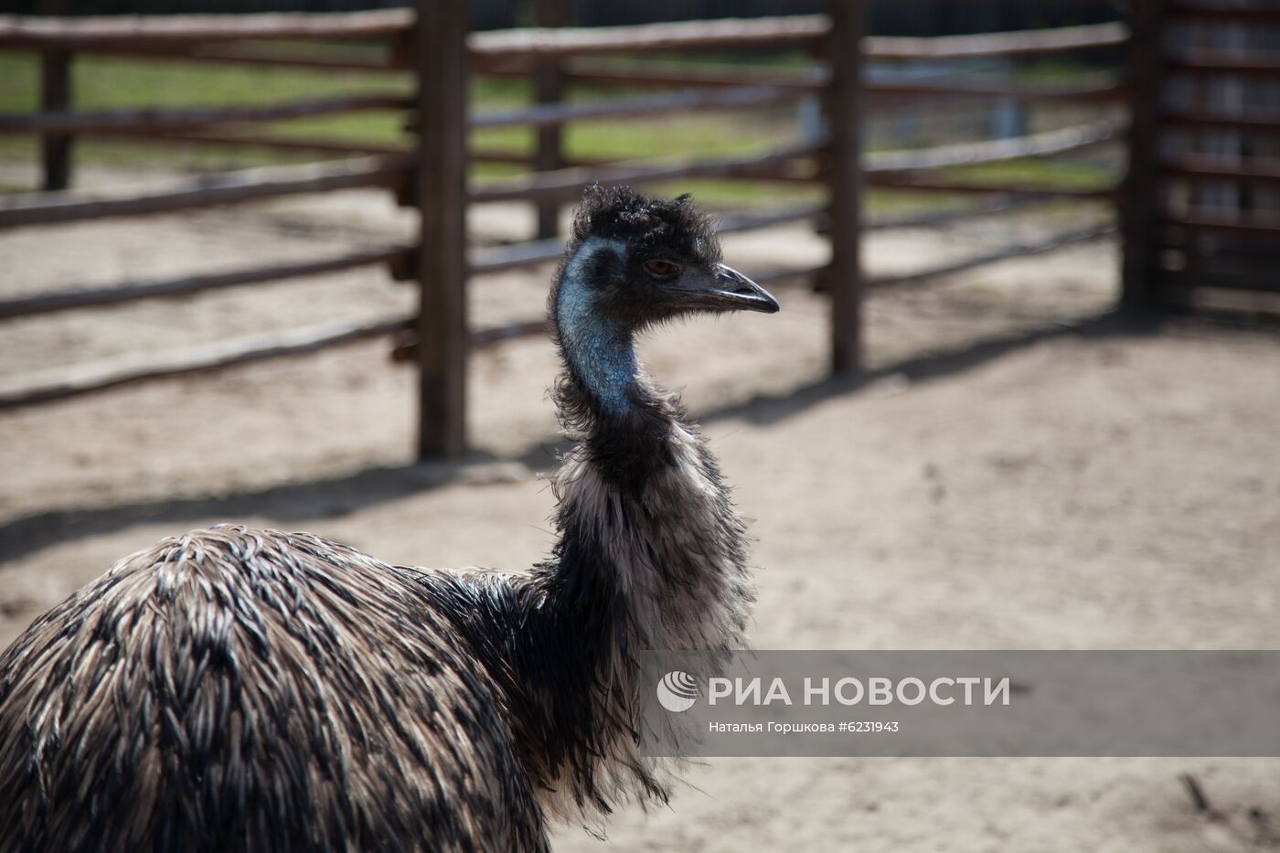 Работа фермы "Тюменский страус" в период пандемии коронавируса