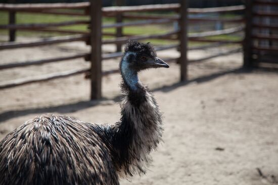 Работа фермы "Тюменский страус" в период пандемии коронавируса