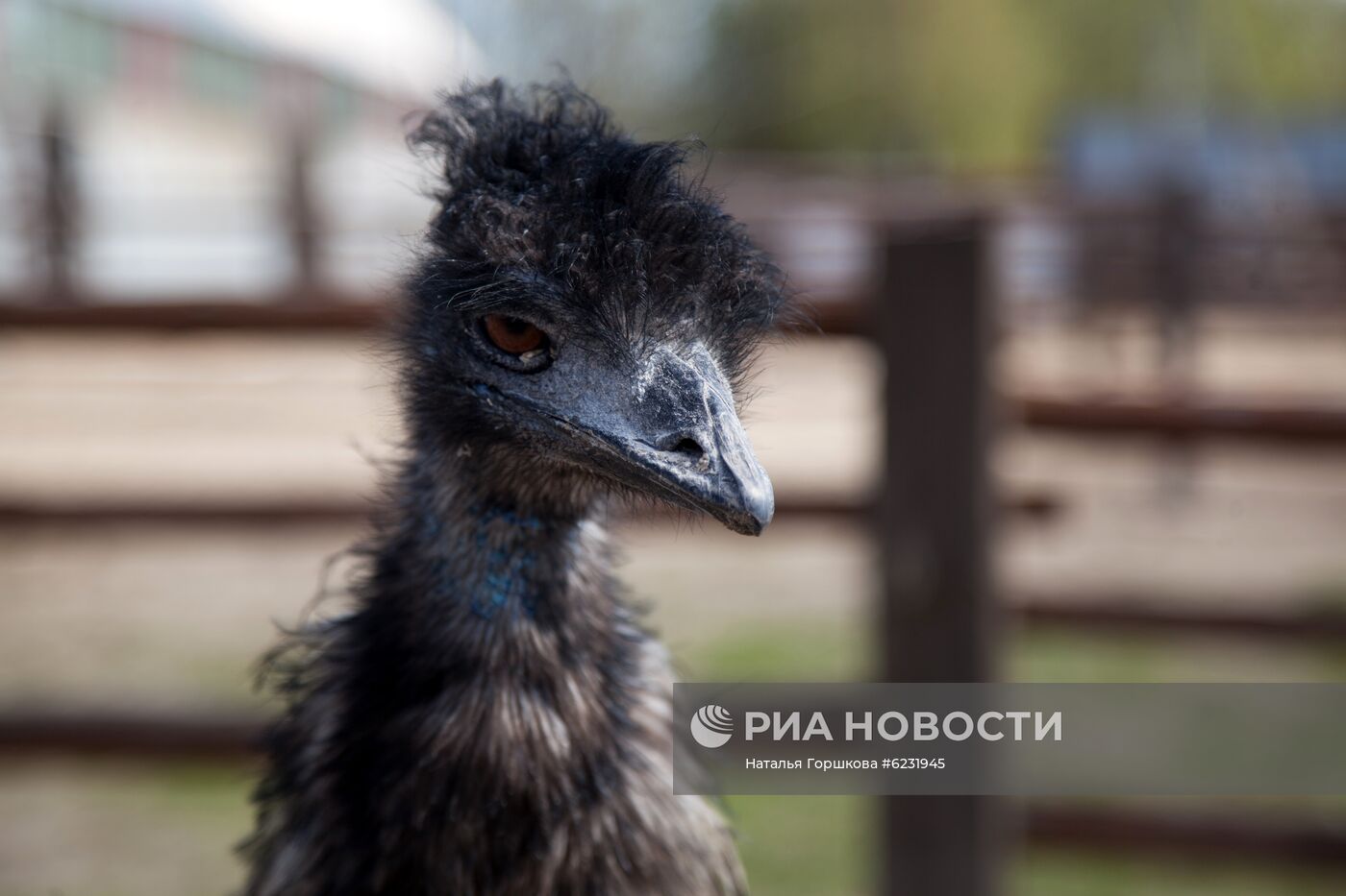 Работа фермы "Тюменский страус" в период пандемии коронавируса