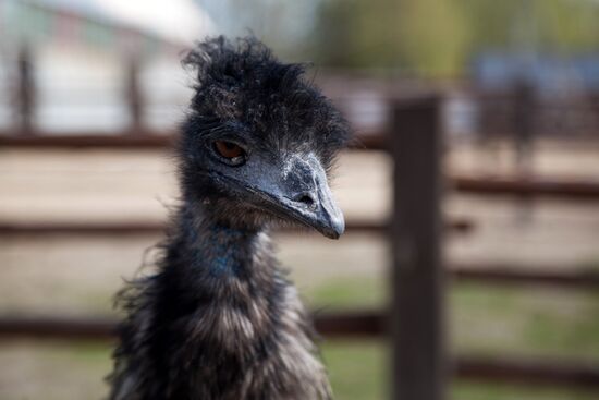 Работа фермы "Тюменский страус" в период пандемии коронавируса