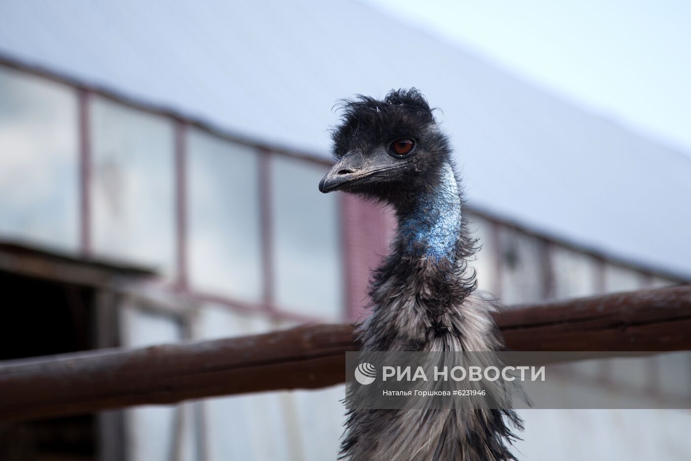 Работа фермы "Тюменский страус" в период пандемии коронавируса
