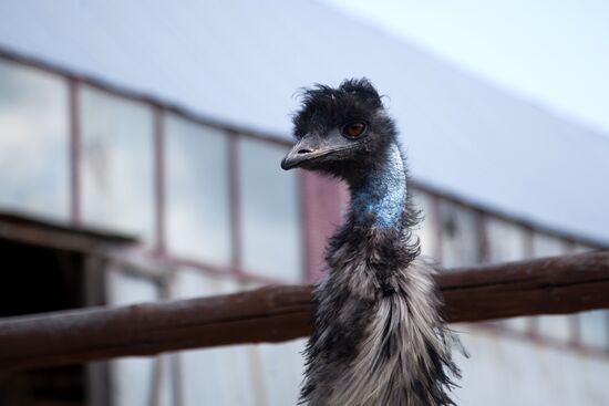 Работа фермы "Тюменский страус" в период пандемии коронавируса