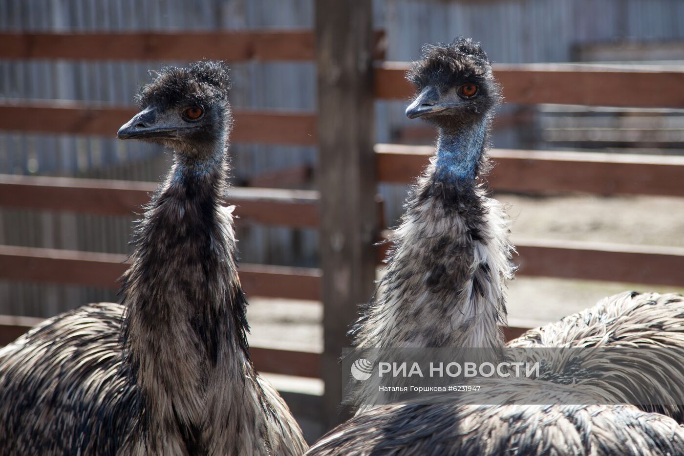 Работа фермы "Тюменский страус" в период пандемии коронавируса