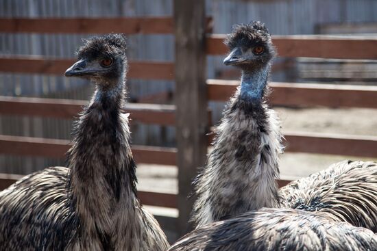 Работа фермы "Тюменский страус" в период пандемии коронавируса