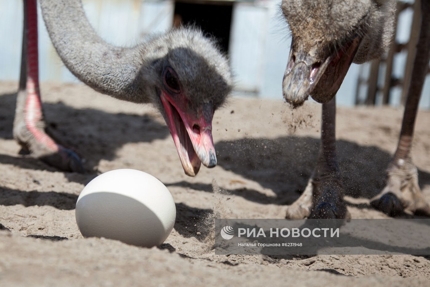 Работа фермы "Тюменский страус" в период пандемии коронавируса
