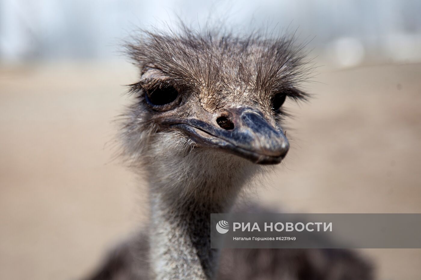 Работа фермы "Тюменский страус" в период пандемии коронавируса