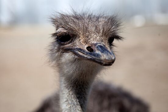 Работа фермы "Тюменский страус" в период пандемии коронавируса