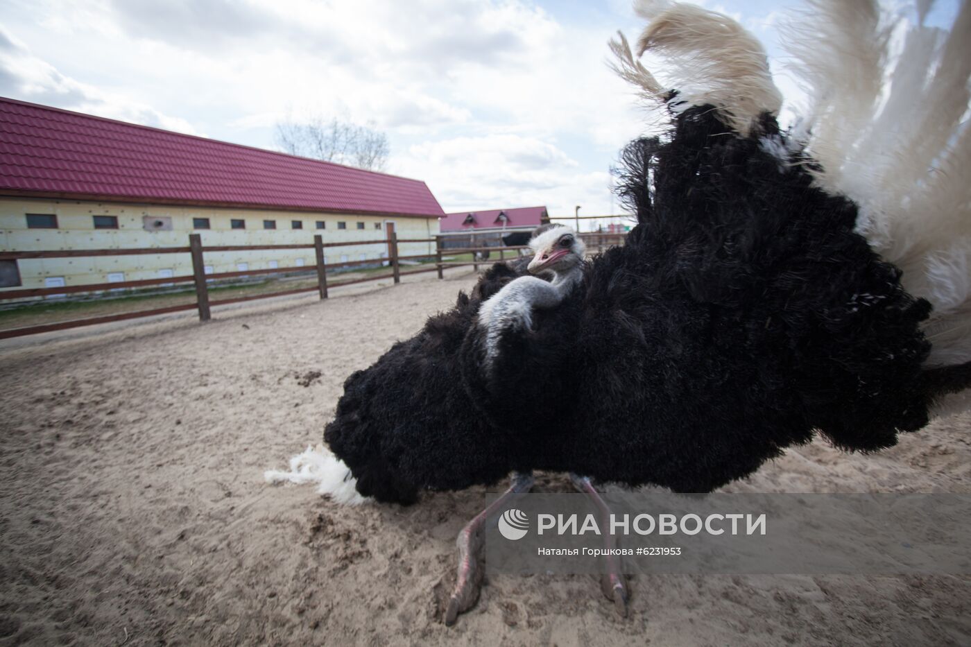Работа фермы "Тюменский страус" в период пандемии коронавируса