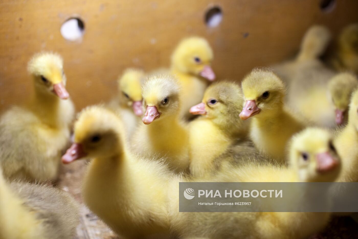 Работа фермы "Тюменский страус" в период пандемии коронавируса