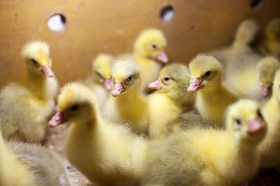 Работа фермы "Тюменский страус" в период пандемии коронавируса