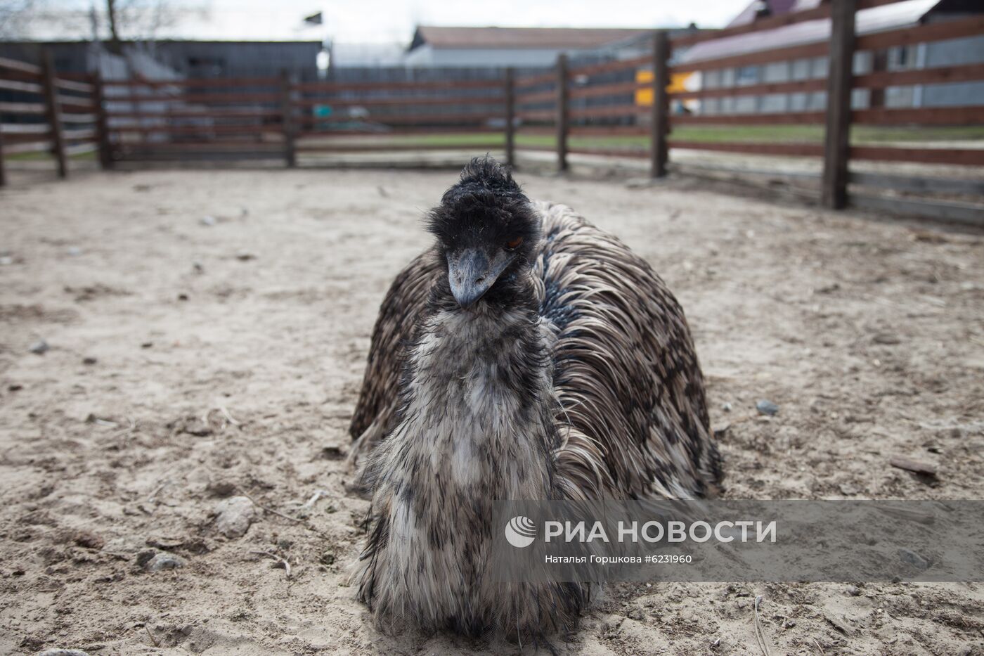 Работа фермы "Тюменский страус" в период пандемии коронавируса