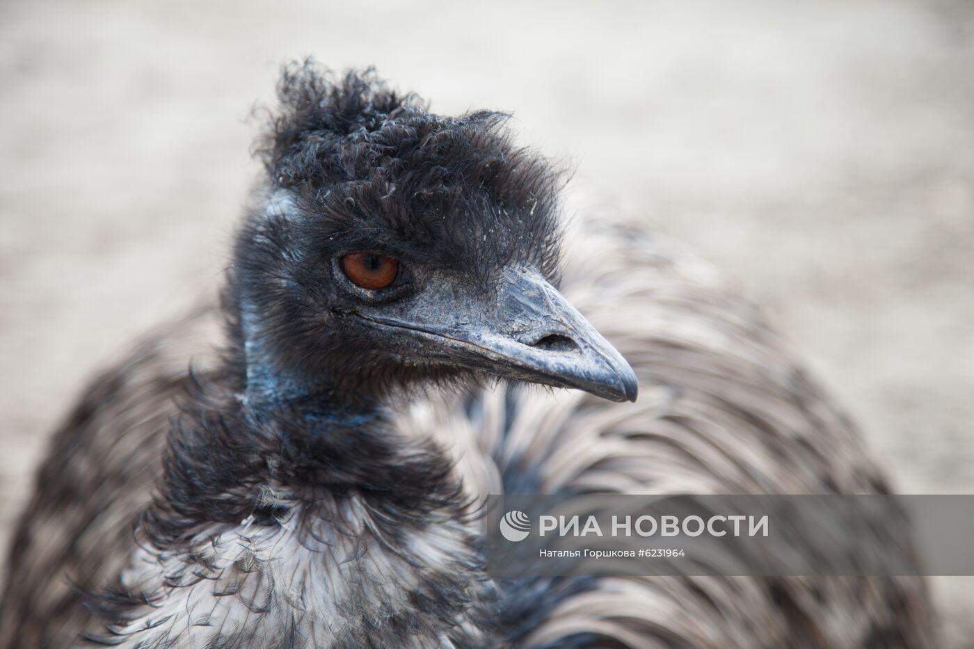 Работа фермы "Тюменский страус" в период пандемии коронавируса