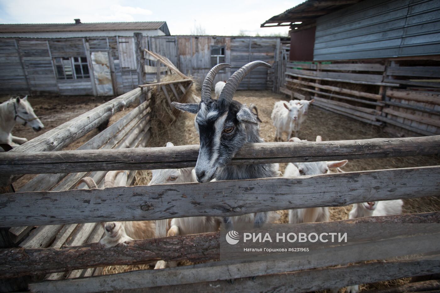 Работа фермы "Тюменский страус" в период пандемии коронавируса