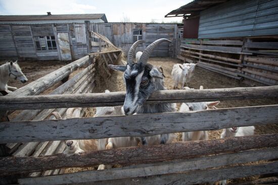 Работа фермы "Тюменский страус" в период пандемии коронавируса