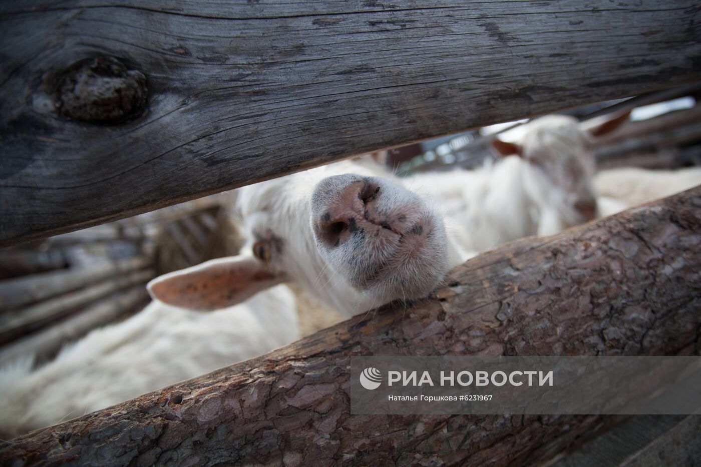 Работа фермы "Тюменский страус" в период пандемии коронавируса
