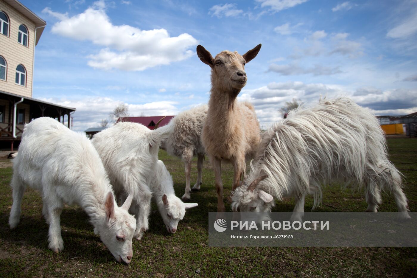 Работа фермы "Тюменский страус" в период пандемии коронавируса
