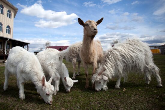 Работа фермы "Тюменский страус" в период пандемии коронавируса