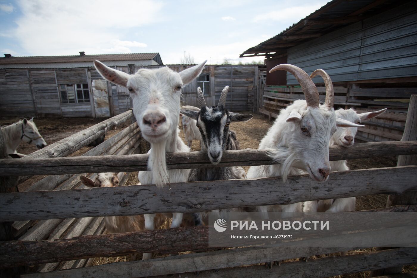 Работа фермы "Тюменский страус" в период пандемии коронавируса
