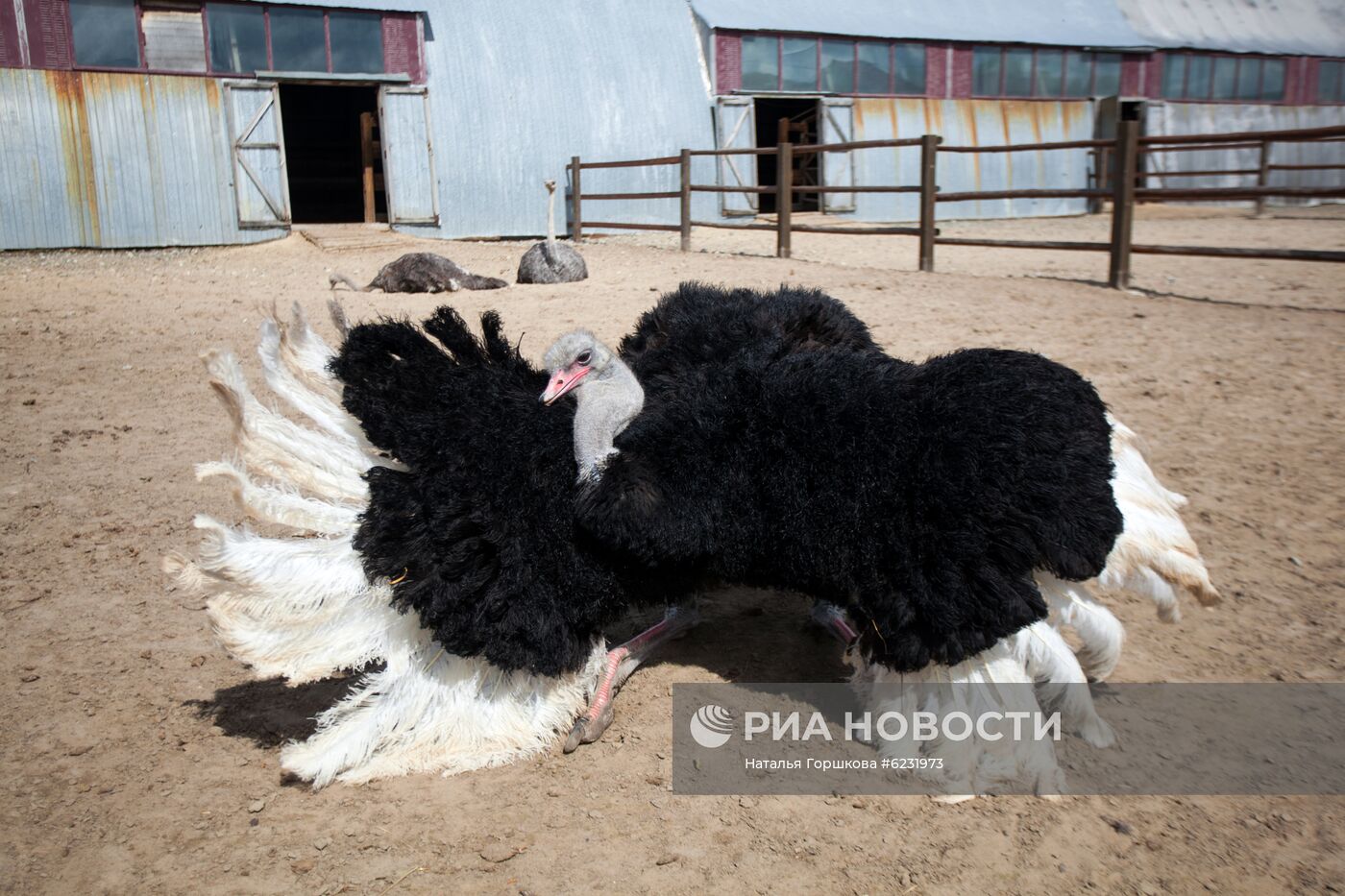 Работа фермы "Тюменский страус" в период пандемии коронавируса